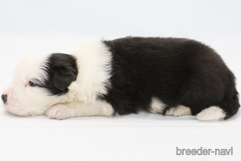 成約済の神奈川県のボーダーコリー-324644の5枚目